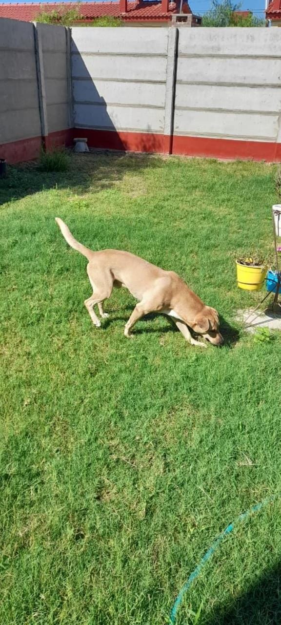 Garden, Pets
