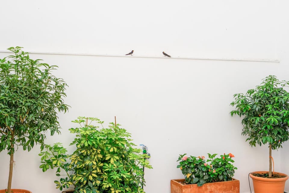 Day, Garden