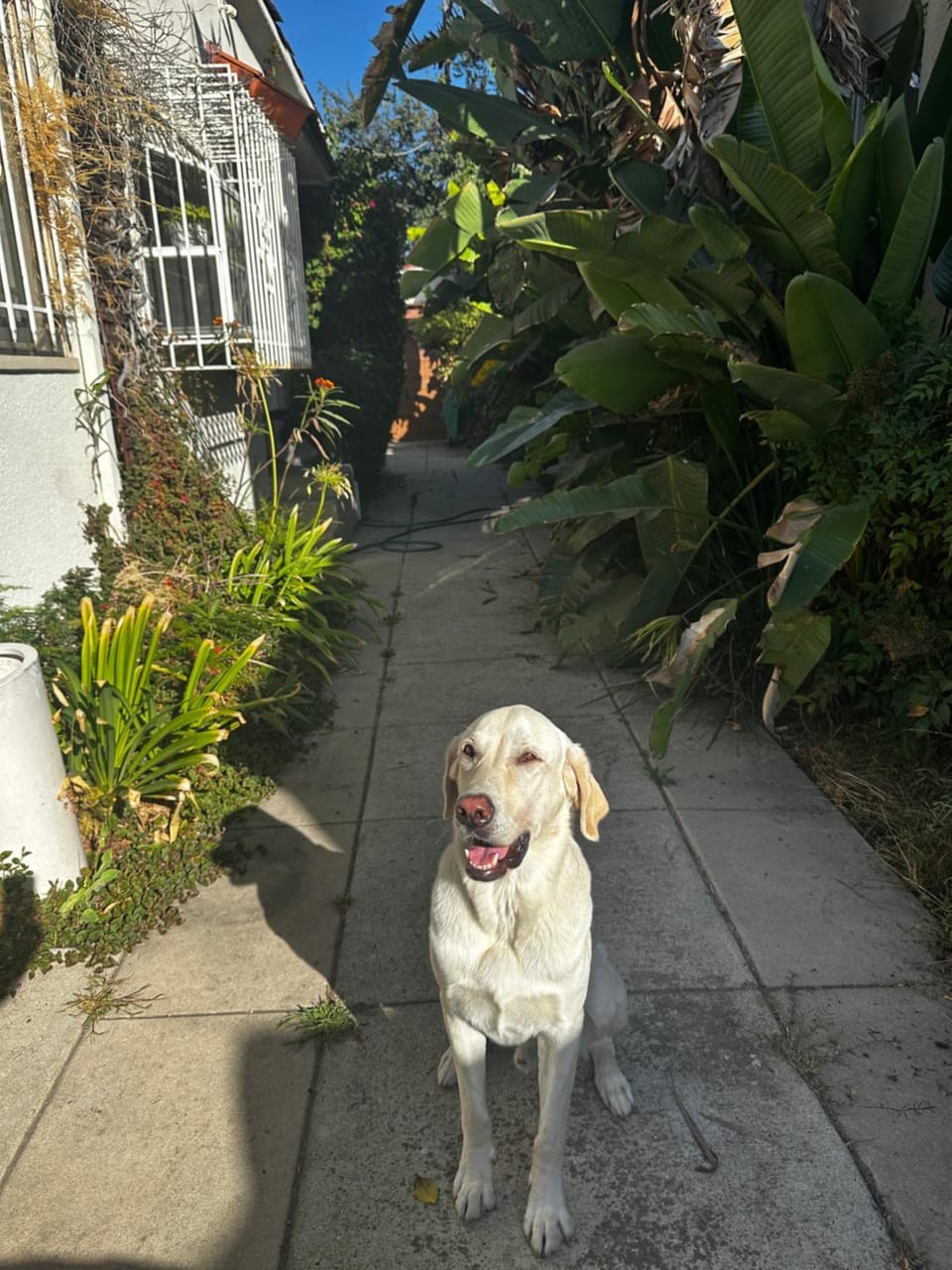 Other, Pets
