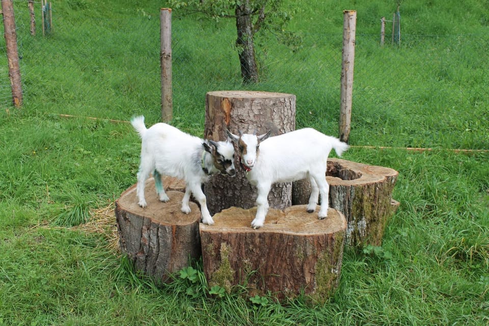 Animals