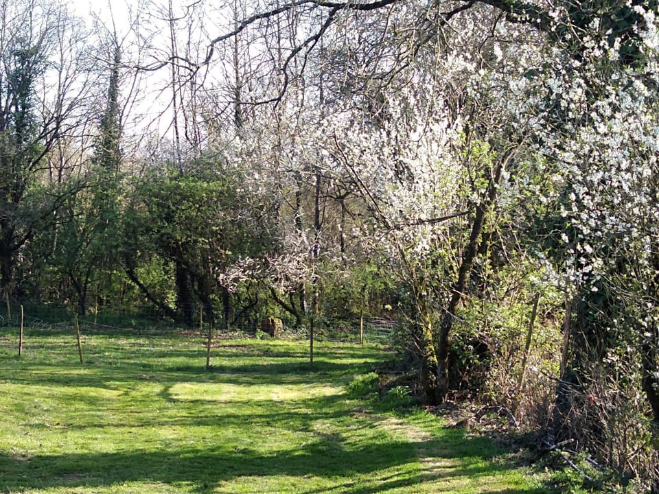 Garden, View (from property/room)
