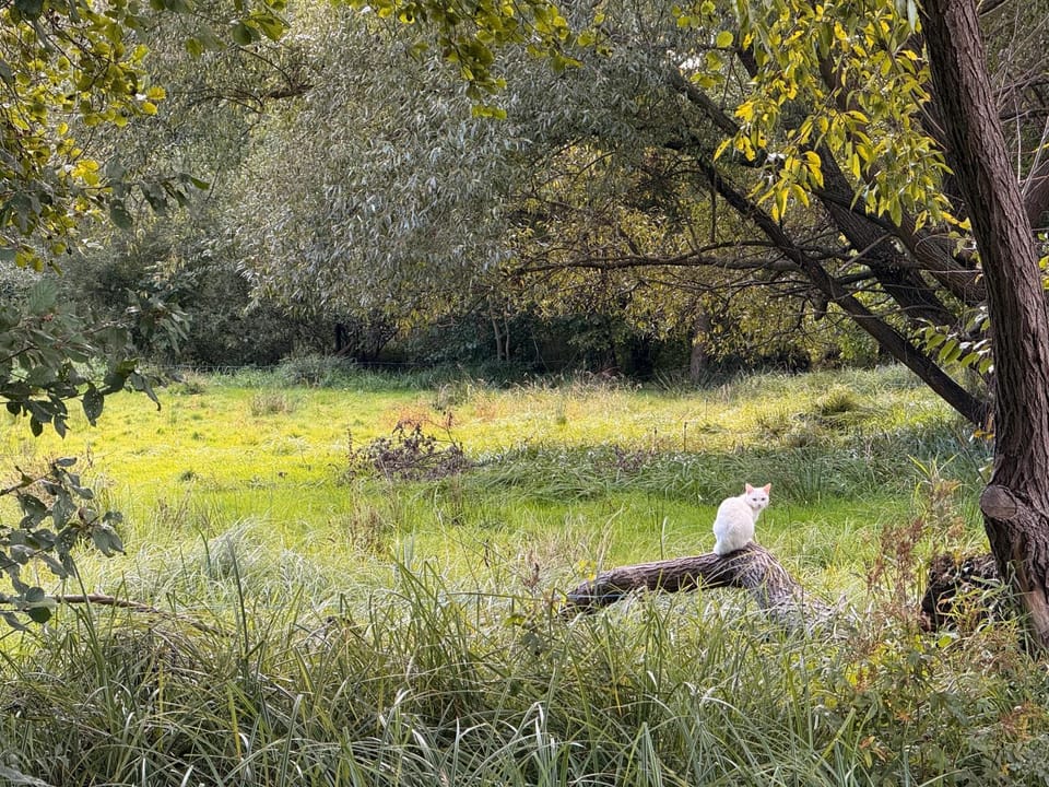 Day, Natural landscape, Animals