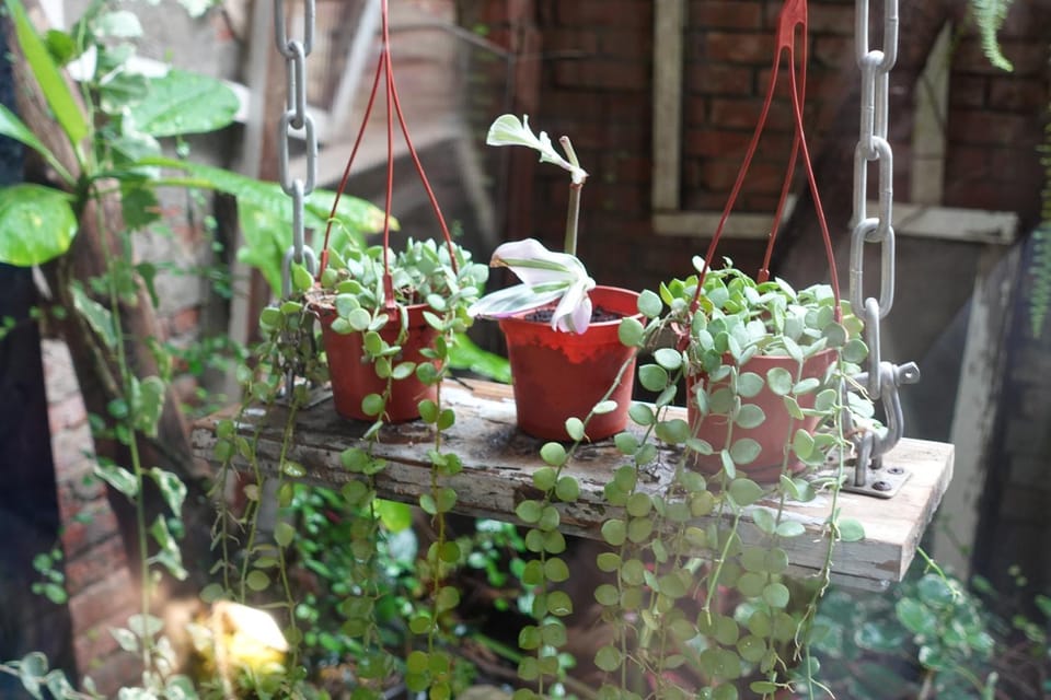 Garden, Garden view