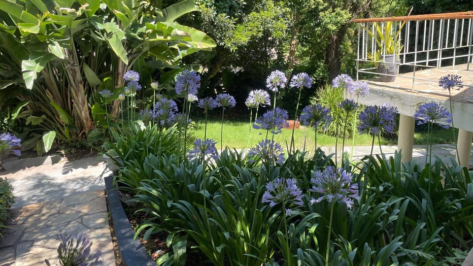 Garden, Garden view, Garden view