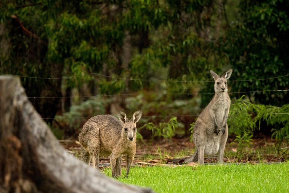 Animals