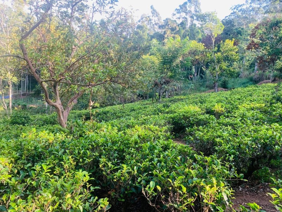 Ella, Private One-Bedroom Apartment with Attached Bath & Open Kitchen - Villa in Uva Province, Sri Lanka