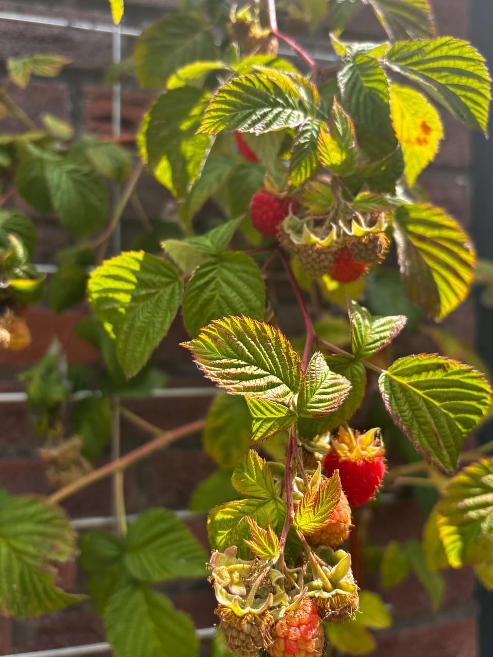 Spring, Day, Garden, Garden, Garden view