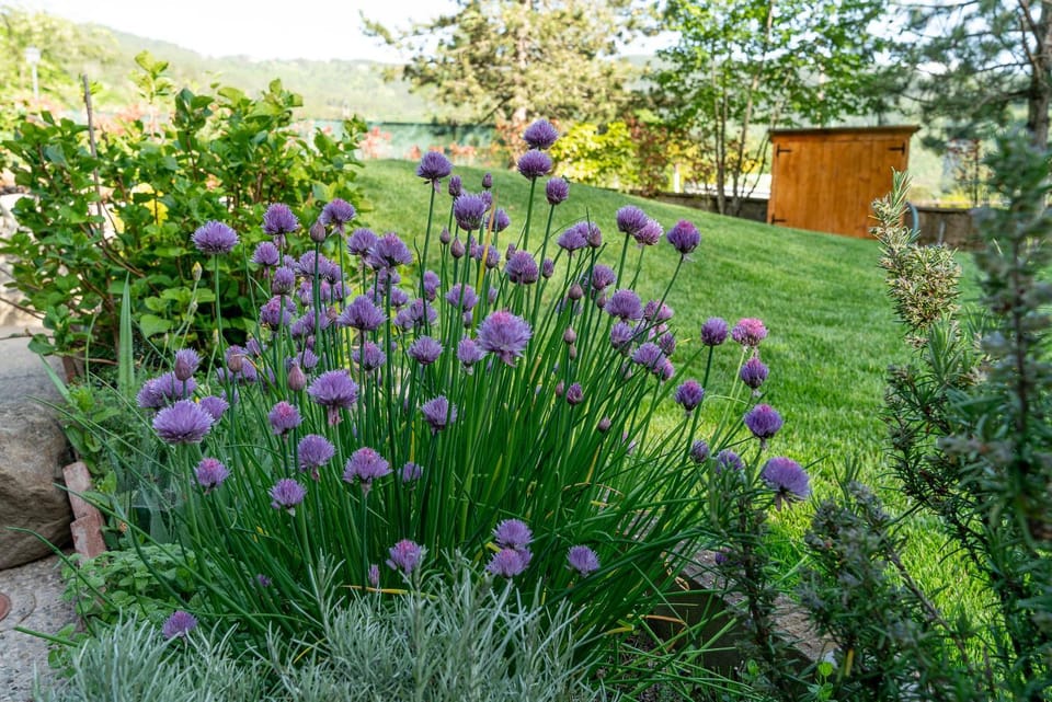 Natural landscape, Garden