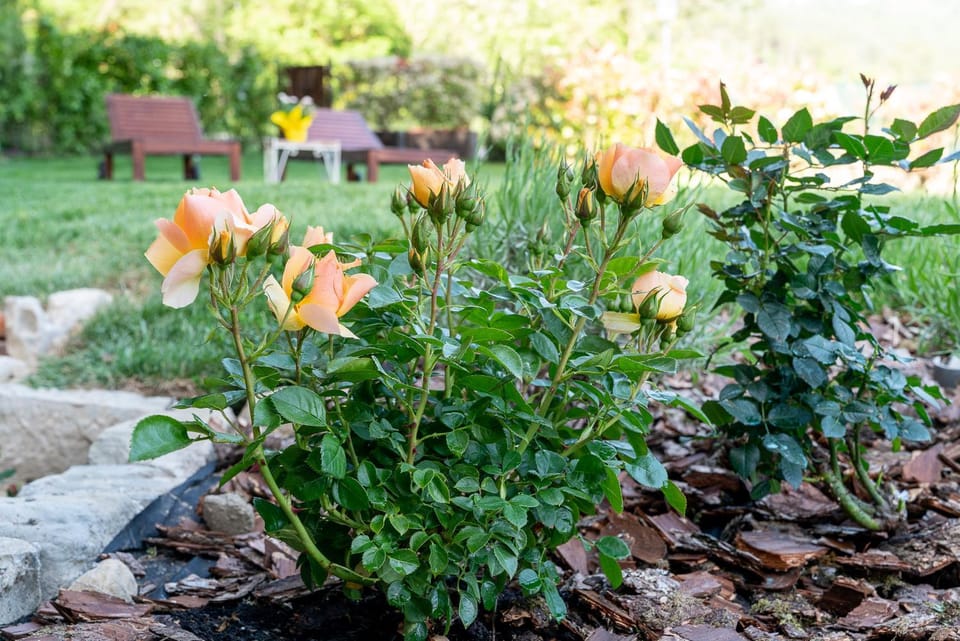 Natural landscape, Garden