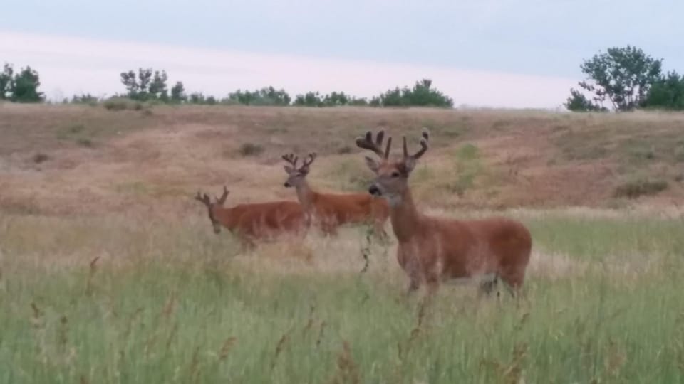Animals
