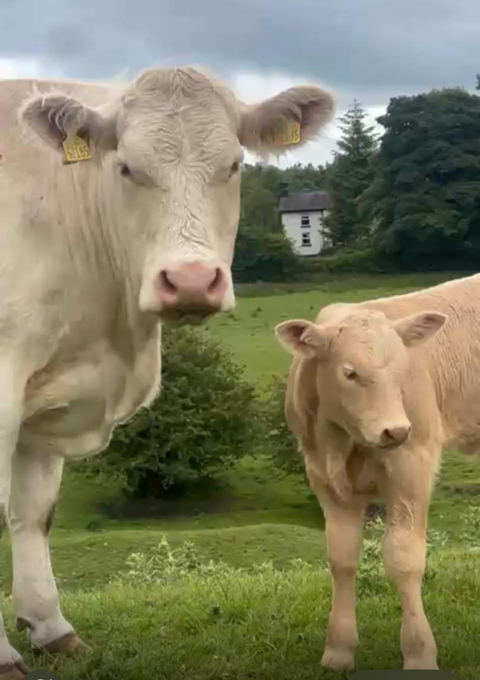 Animals