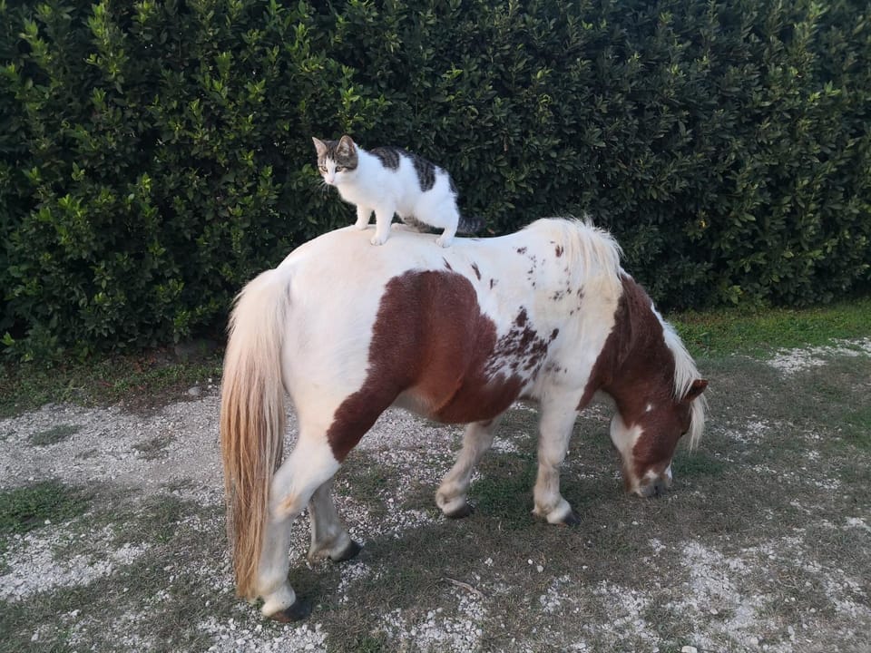 La Fattoria Barbini B&B Bed and Breakfast in Viterbo