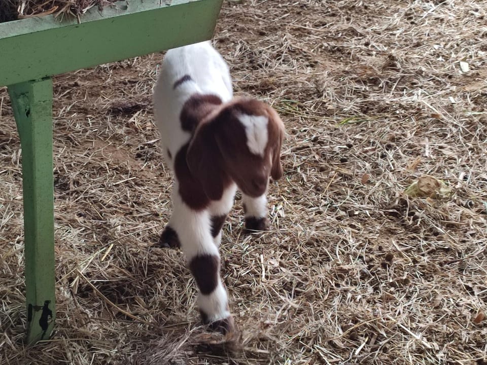 La Fattoria Barbini B&B Bed and Breakfast in Viterbo