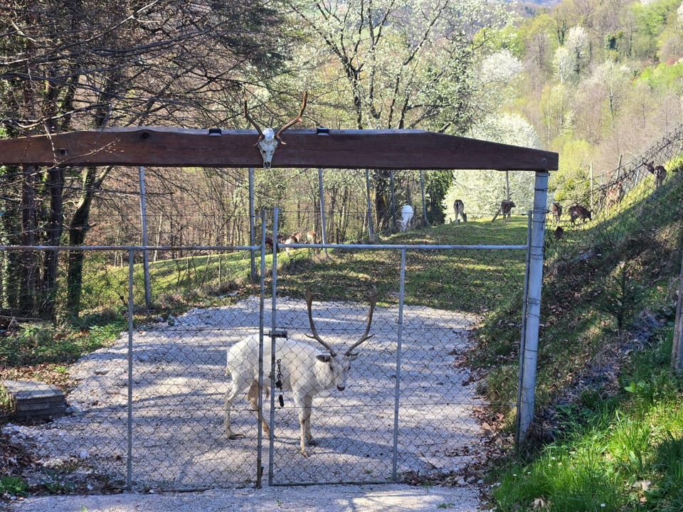 Apartmaji Beli Jelen Apartment in Slovenia