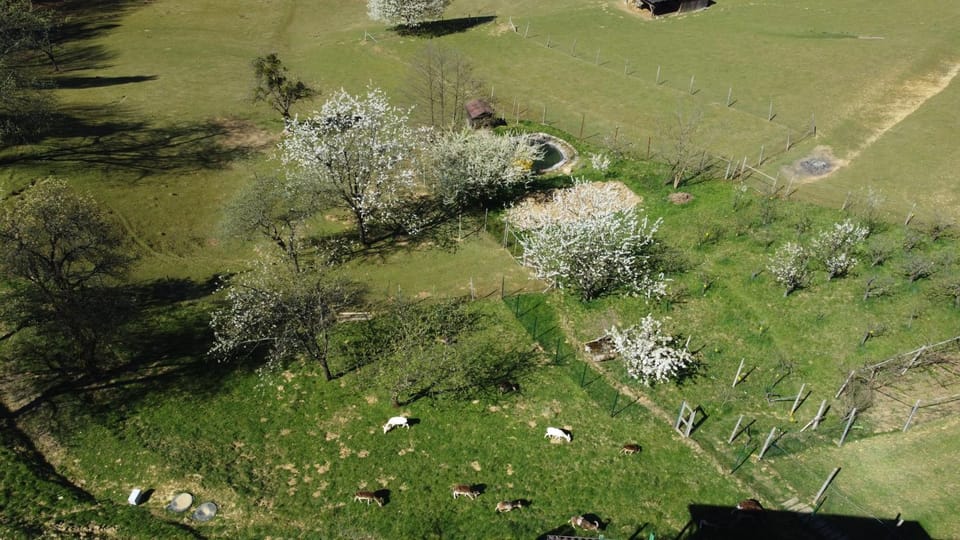 Apartmaji Beli Jelen Apartment in Slovenia