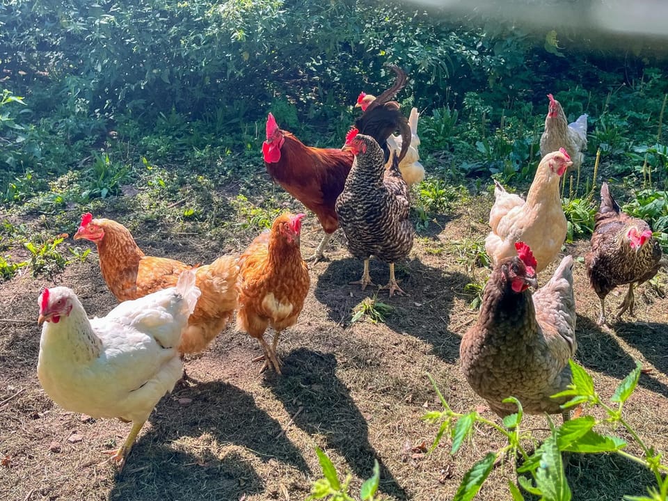 Garden, Animals