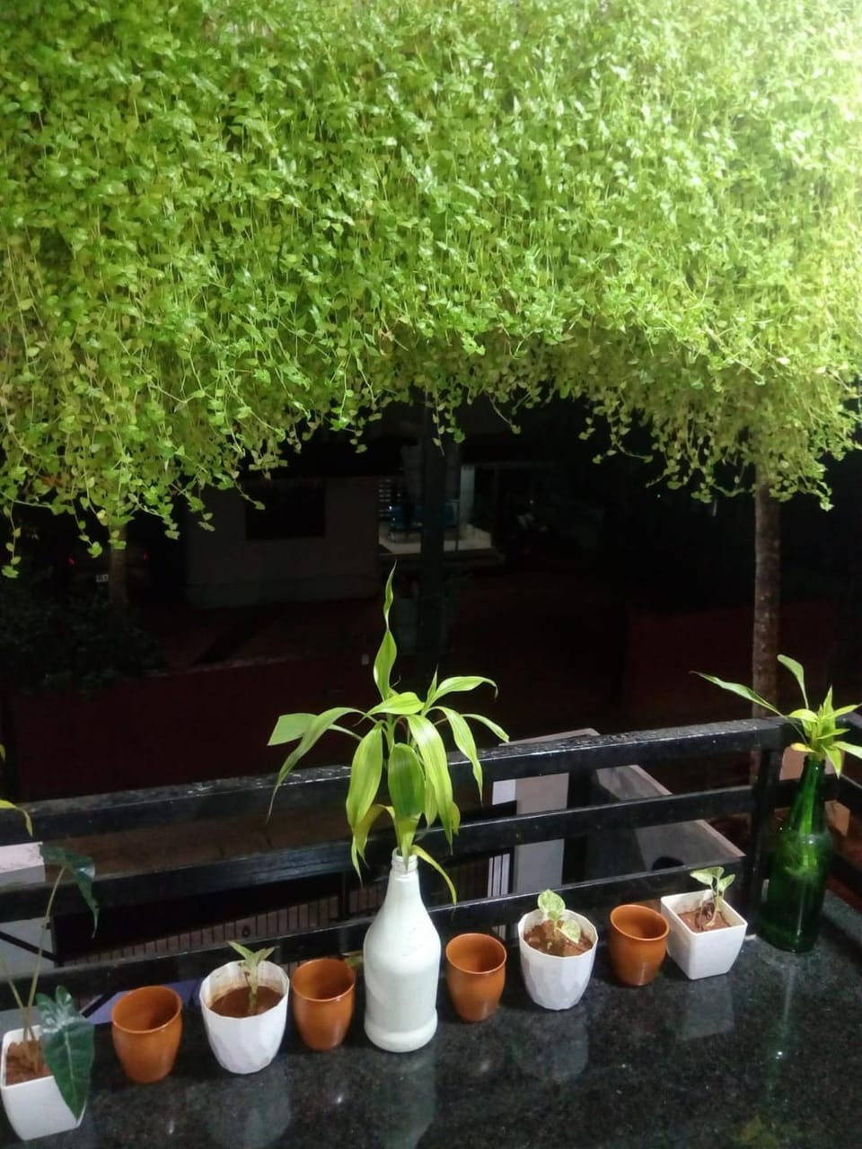 Garden view