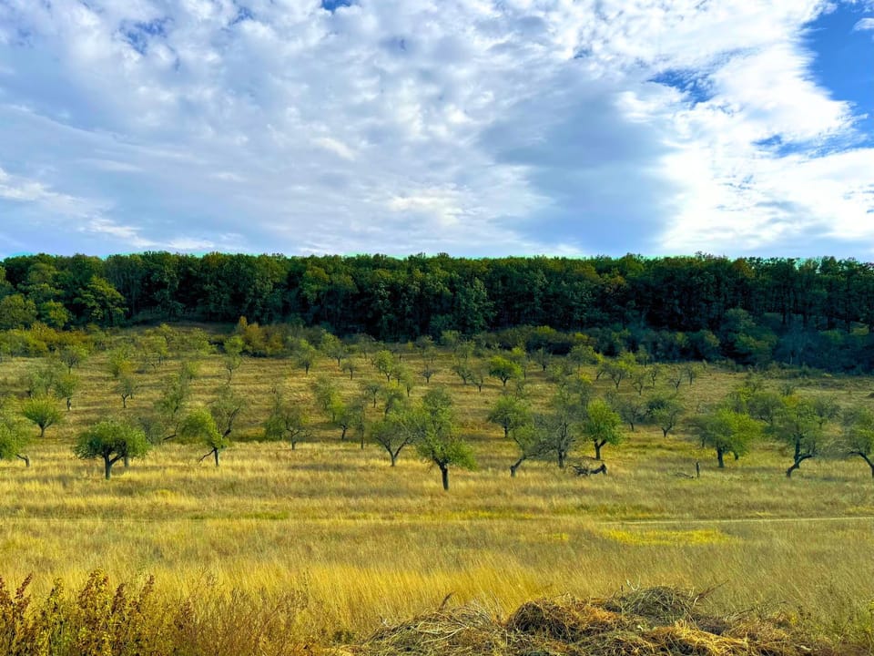 Spring, Day, Natural landscape