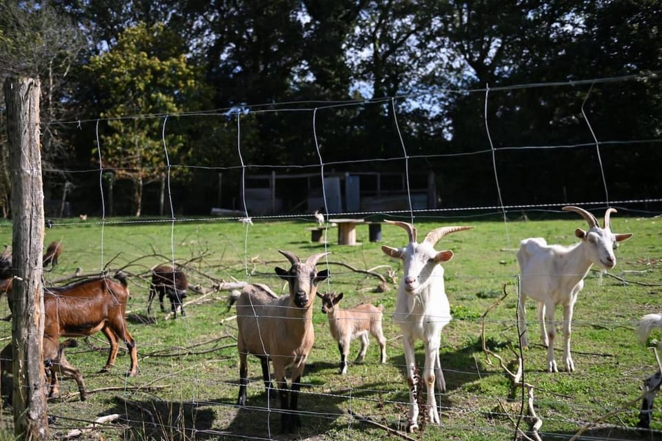 Animals