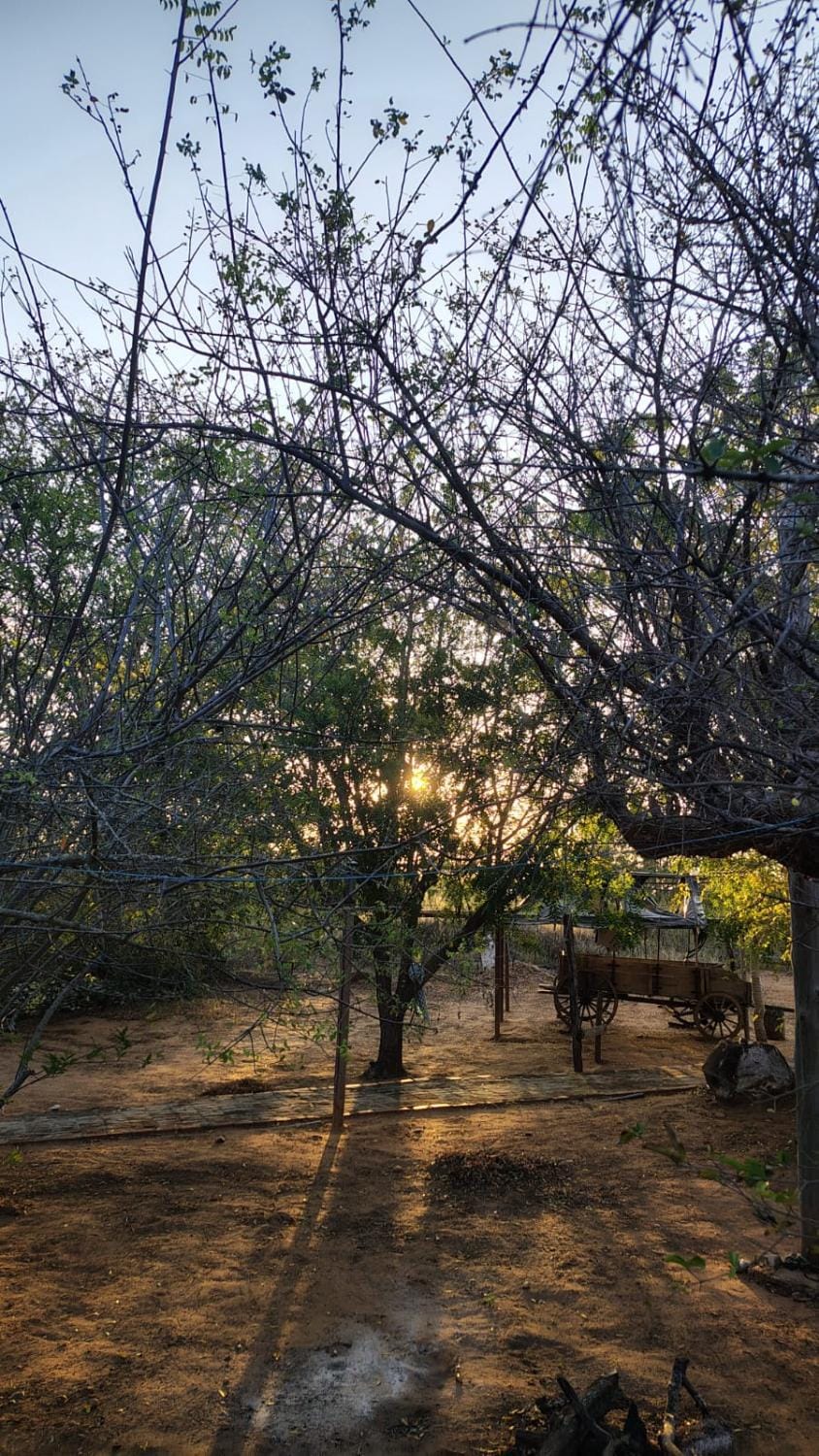 Day, Natural landscape, Garden view