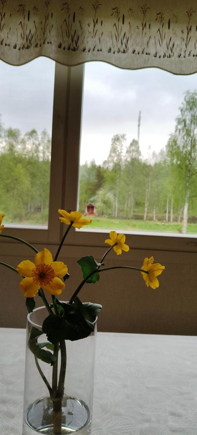 Summer, Garden, Sauna