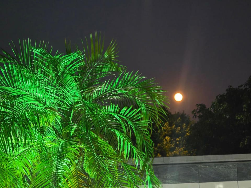 Night, Garden, Garden view