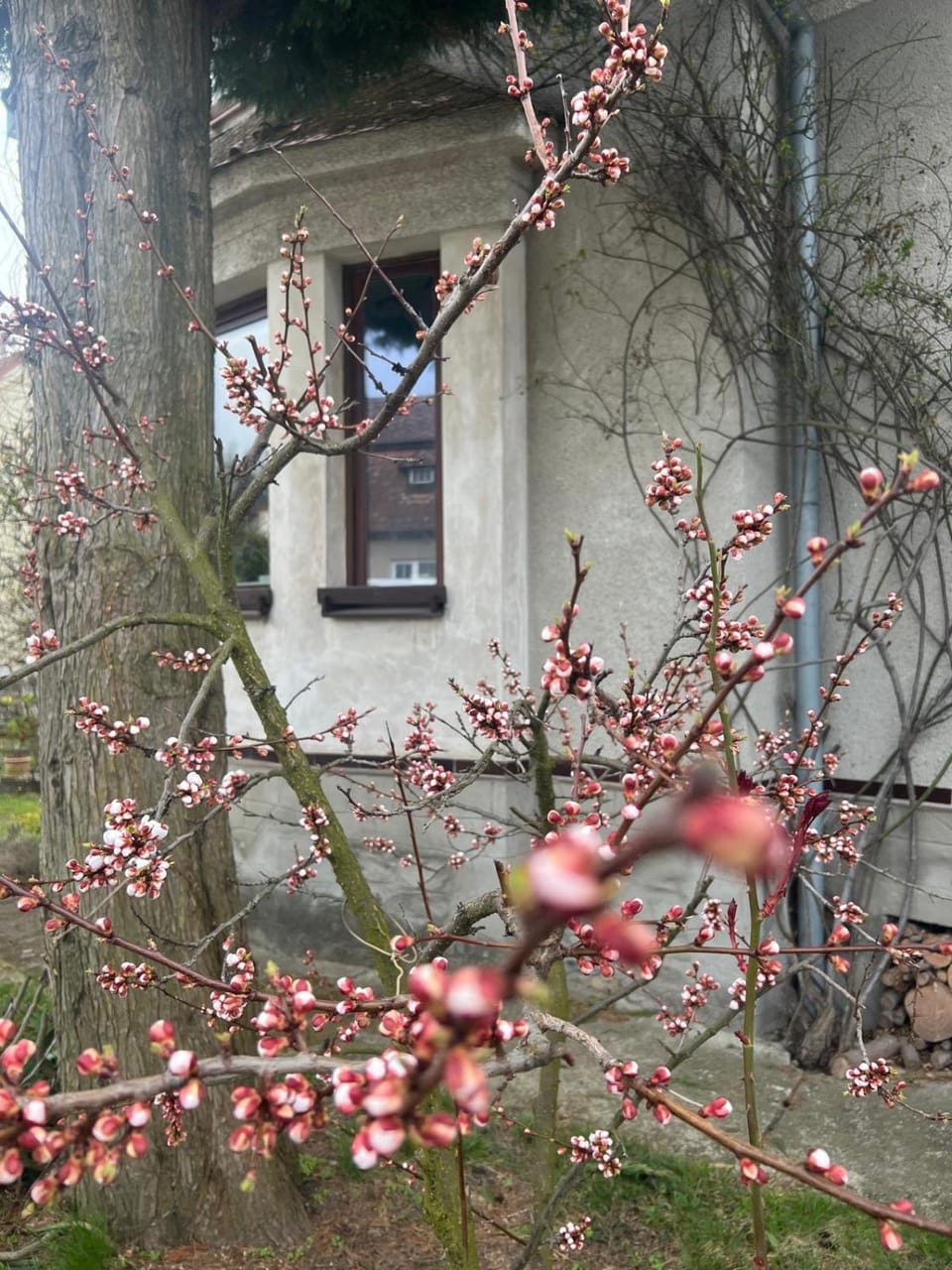 Garden, Garden view