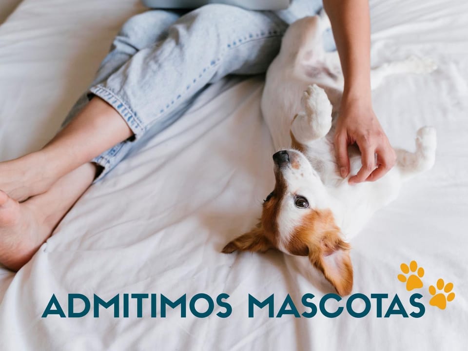 Animals, Animals, Animals, Pets, Pets, Pets, pet friendly, pet friendly