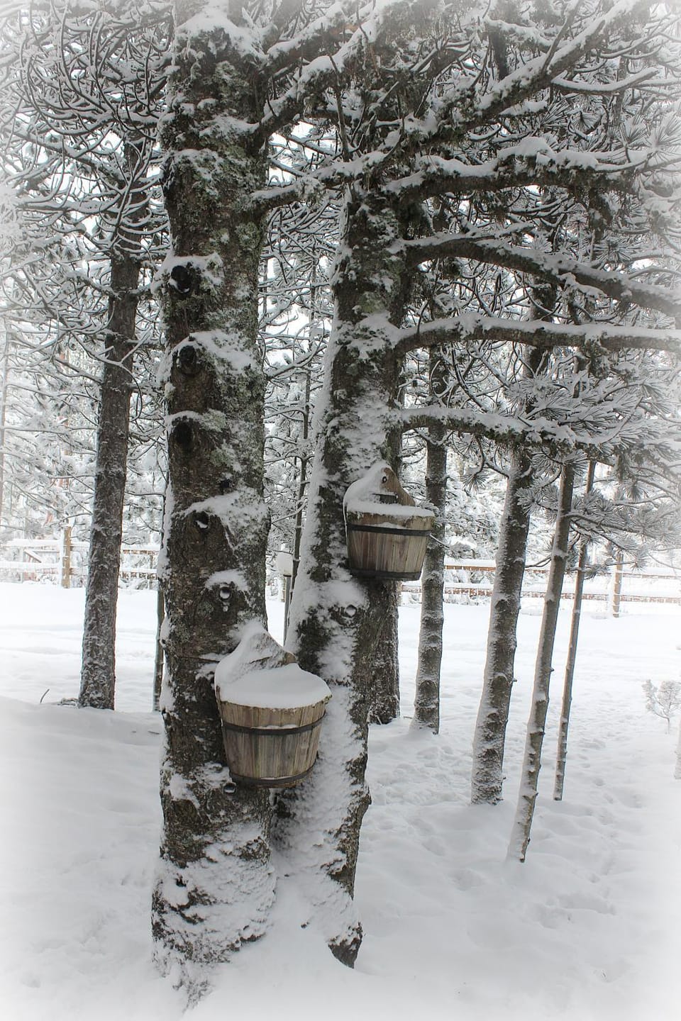 Day, Winter, Decorative detail, On site