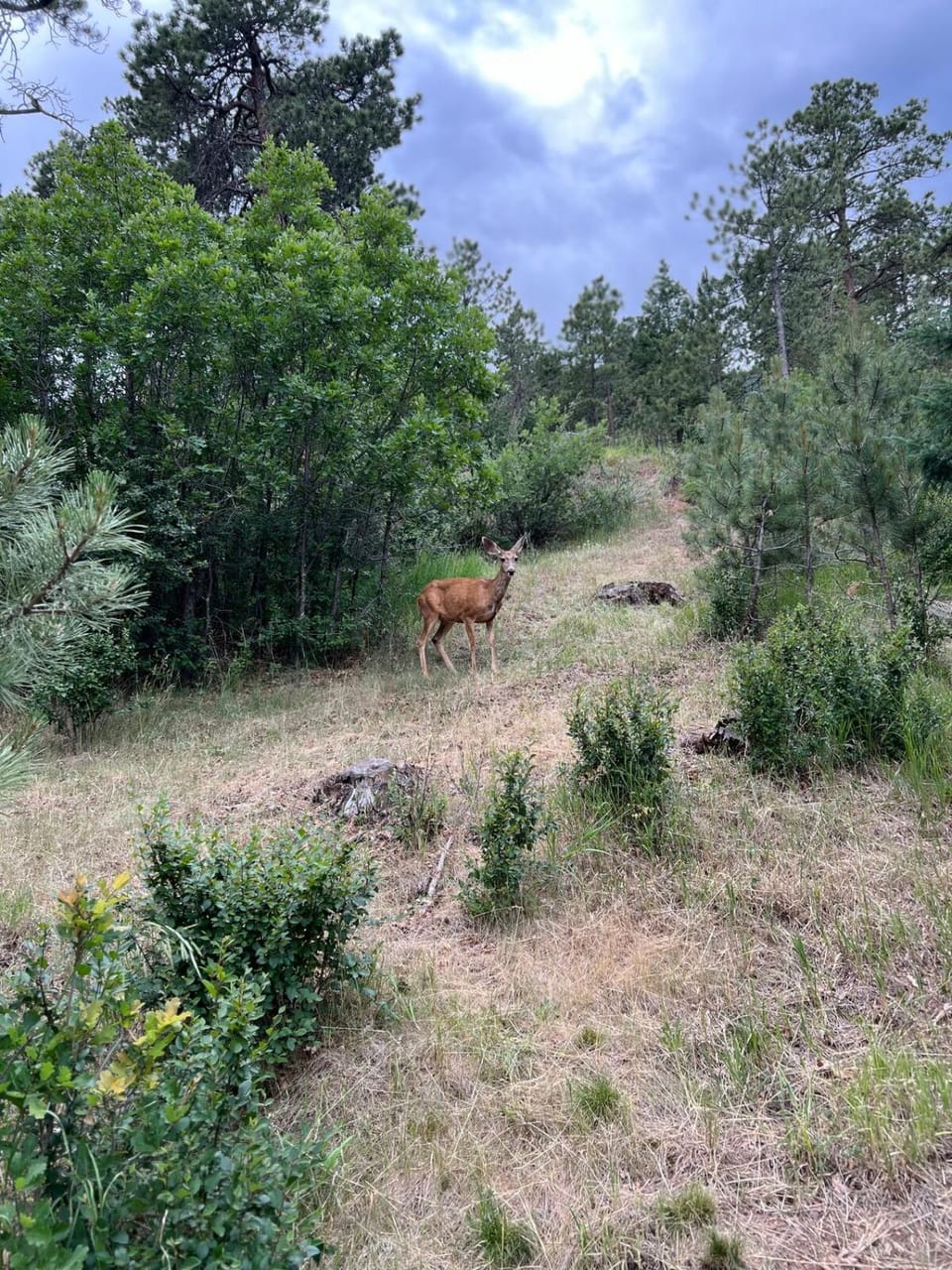 Day, Natural landscape, Animals