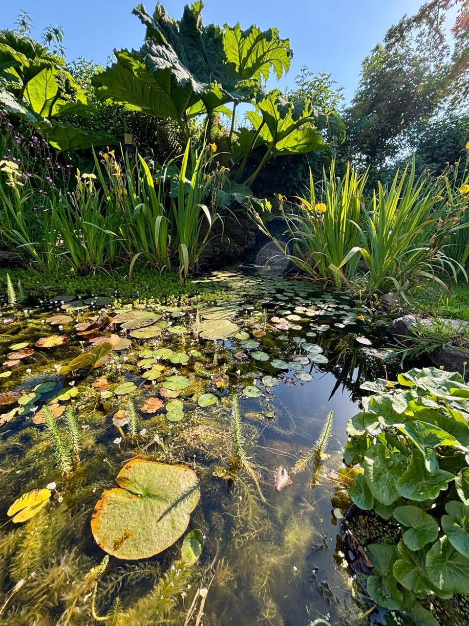 Garden view