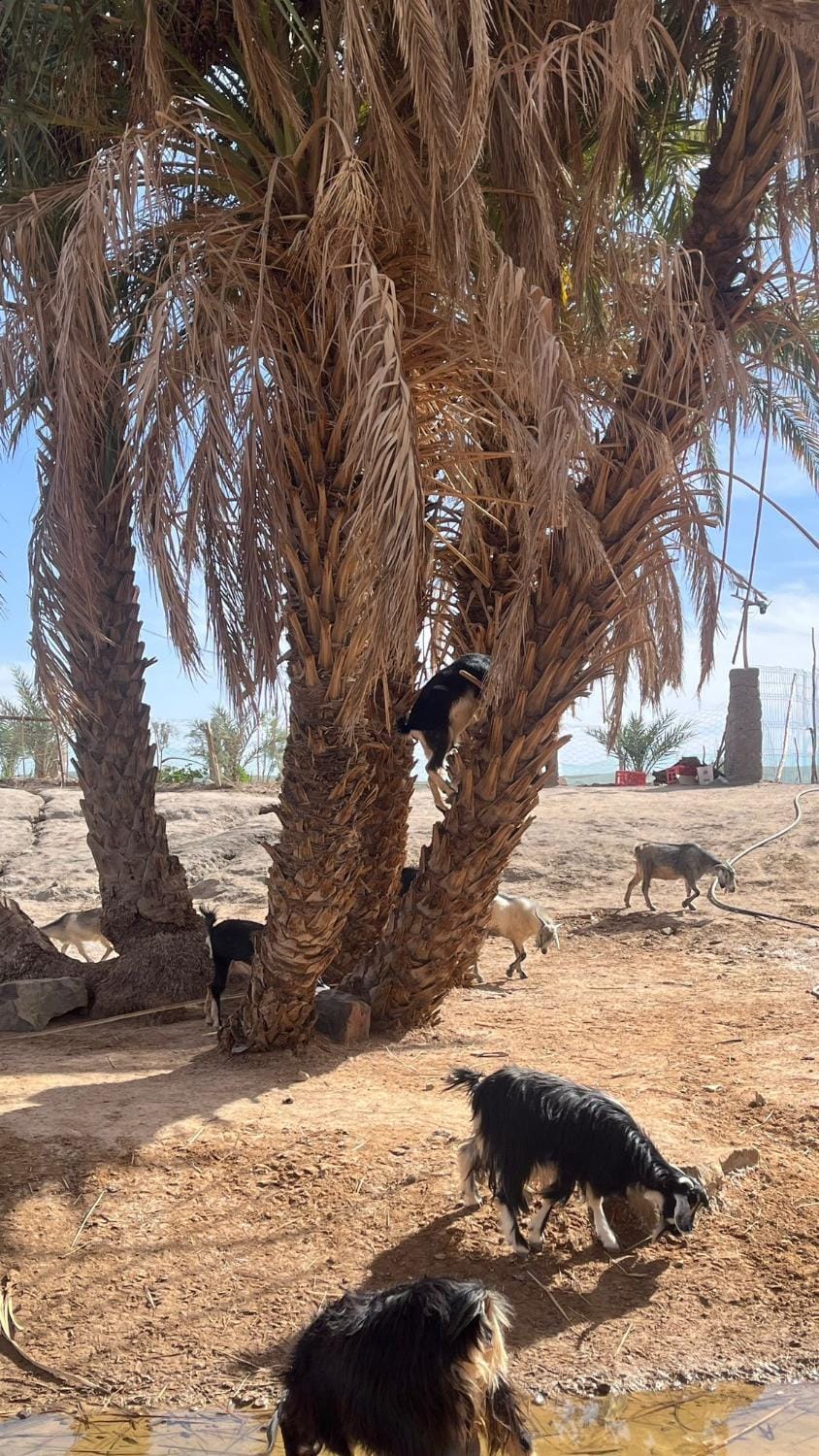 Desert Mhamid Luxury tent in Morocco