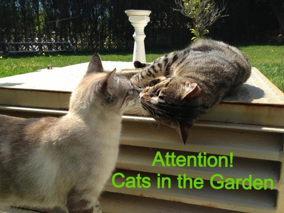 Patio, Garden, Entertainment