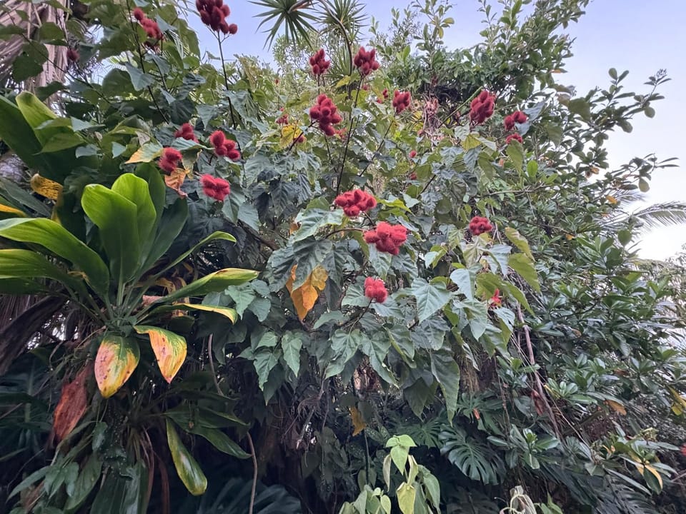 Hawaiian Ohana Home Bed and Breakfast in Hilo