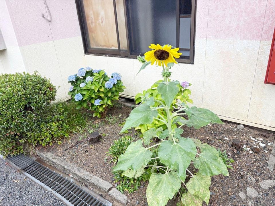 Day, Garden view