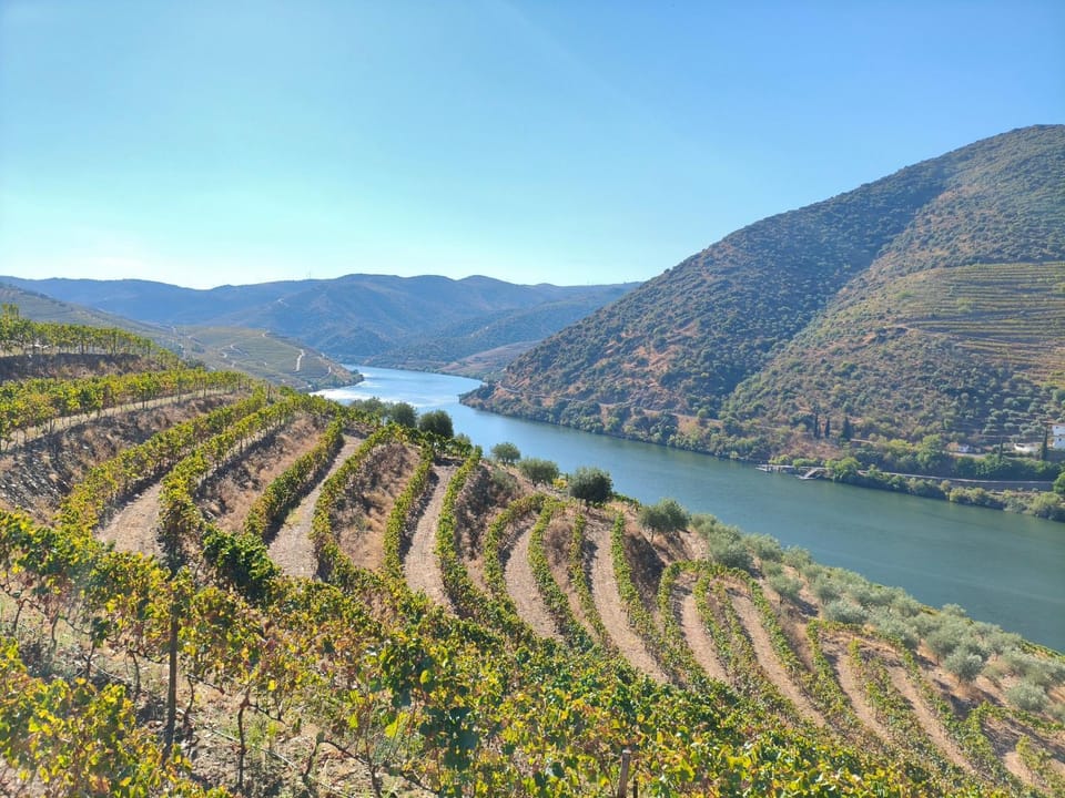 Wine House - Quinta Vale de Carvalho Country House in Vila Real District