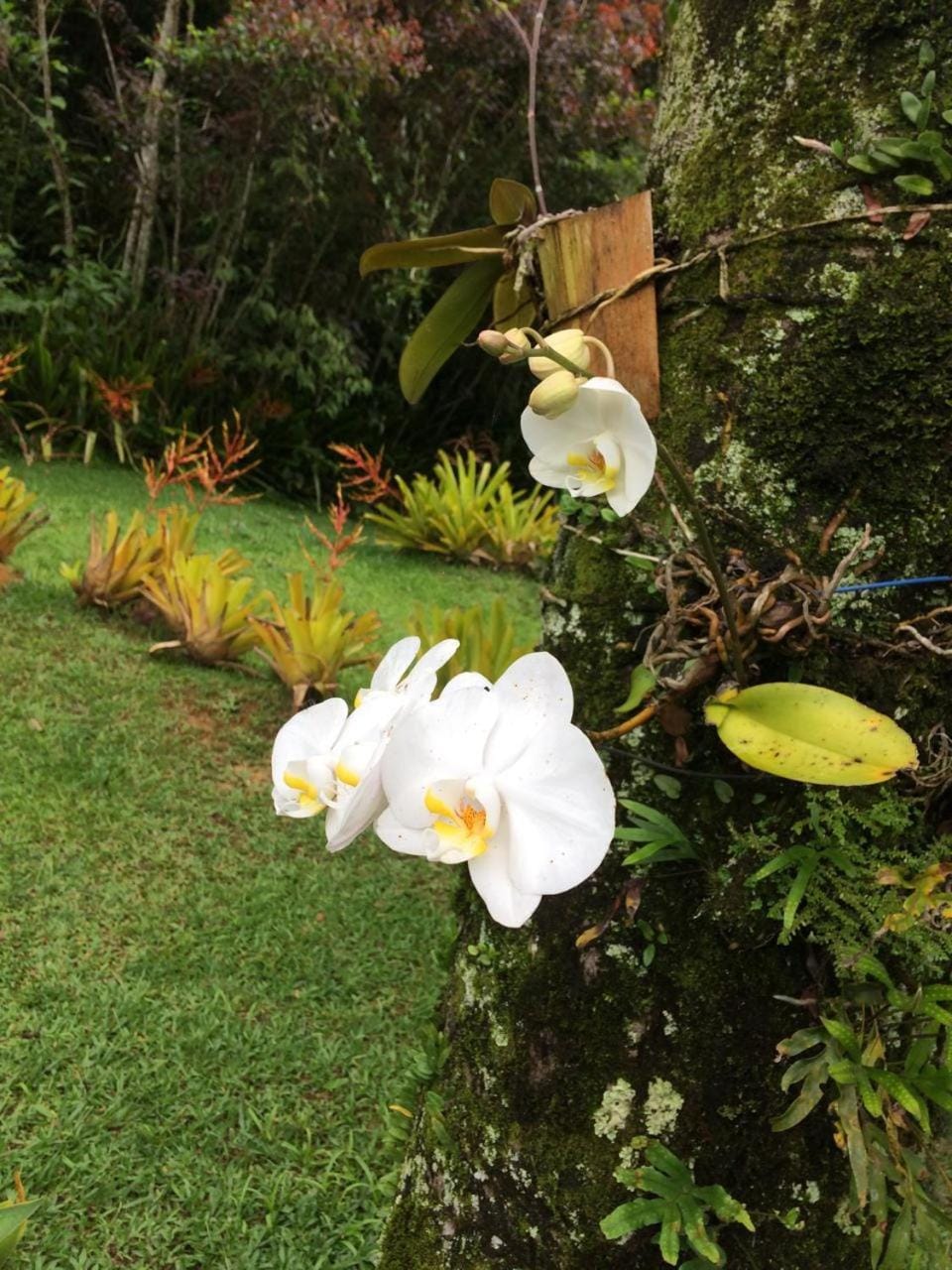 Spring, Day, Garden, Garden view