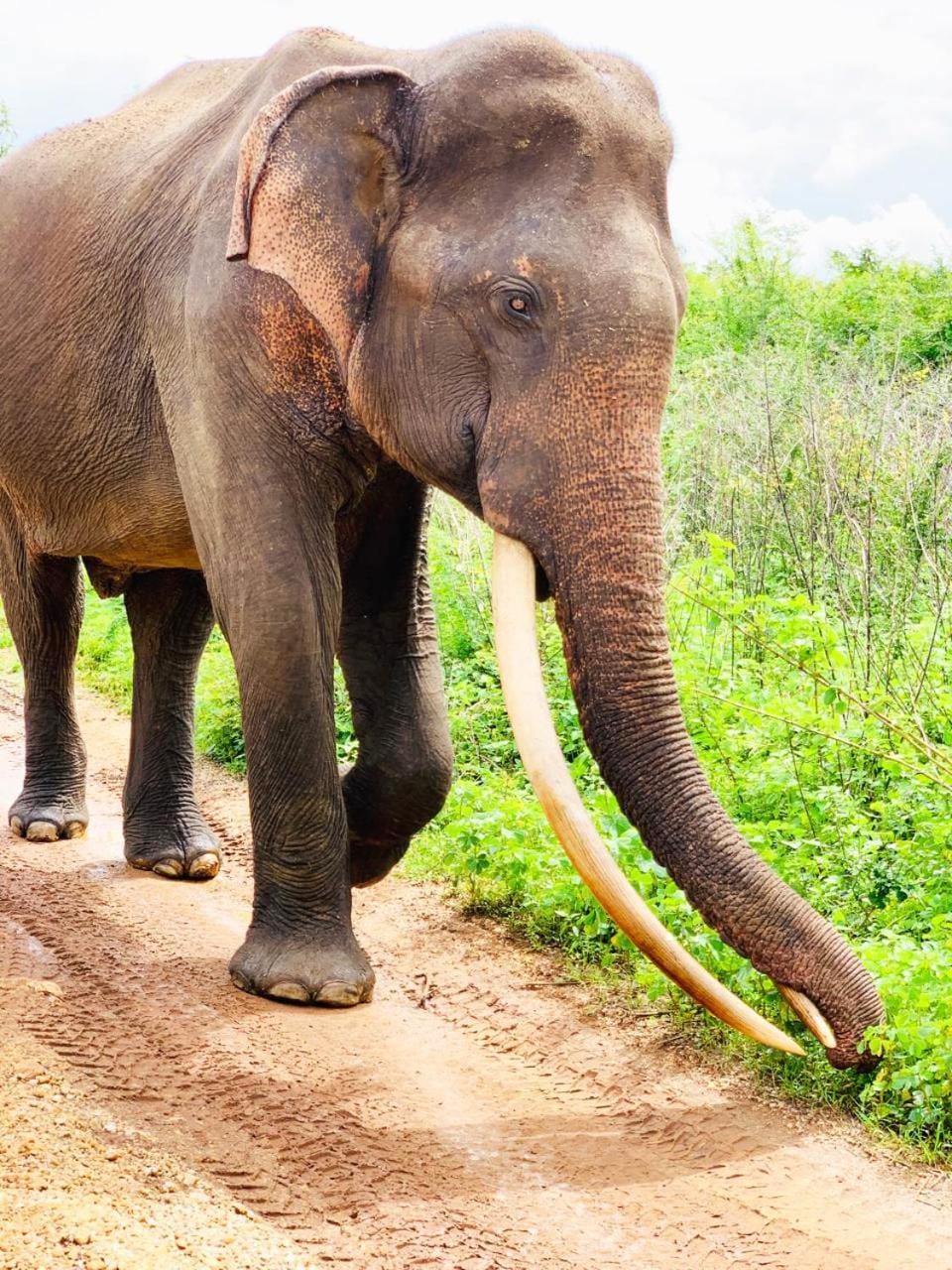 Natural landscape, Animals