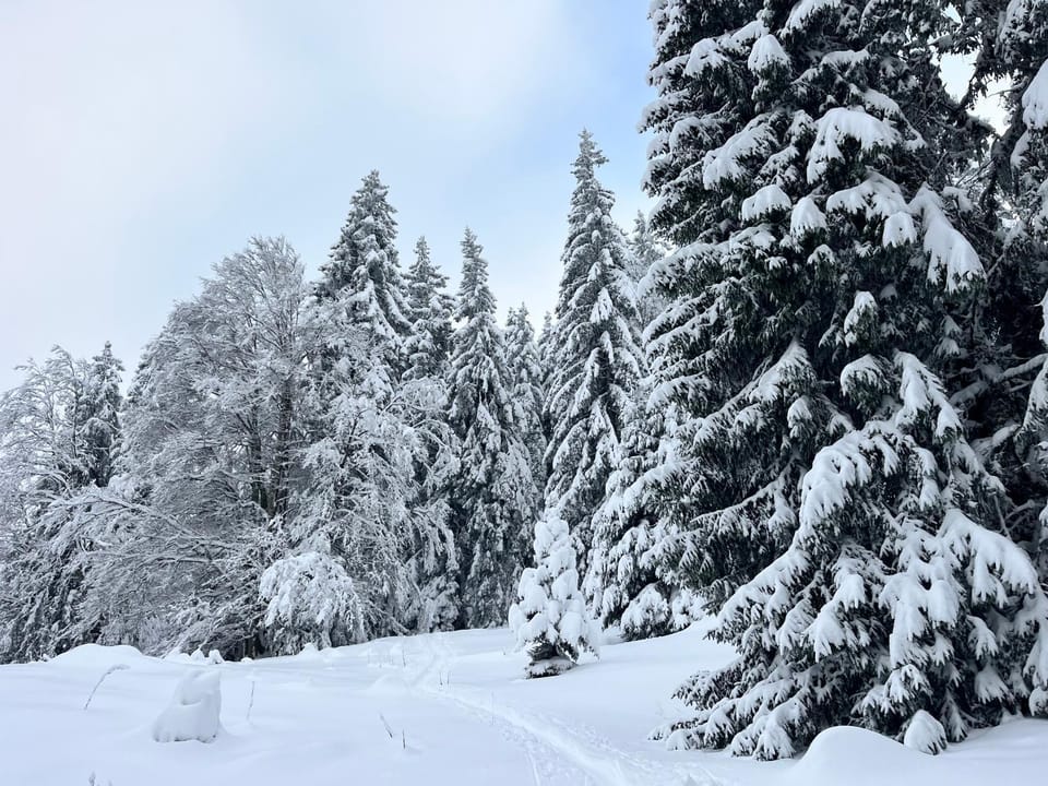 Day, Natural landscape, Winter