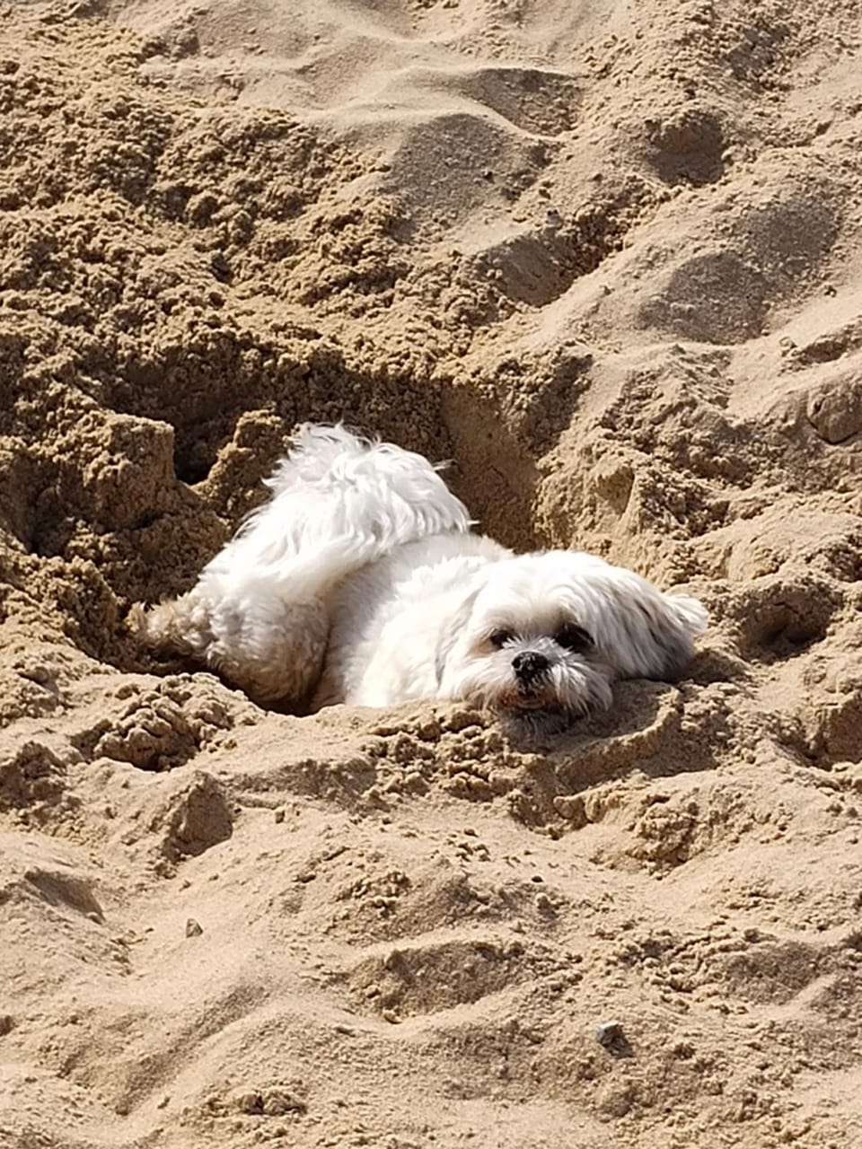 Natural landscape, Beach, Animals, Pets