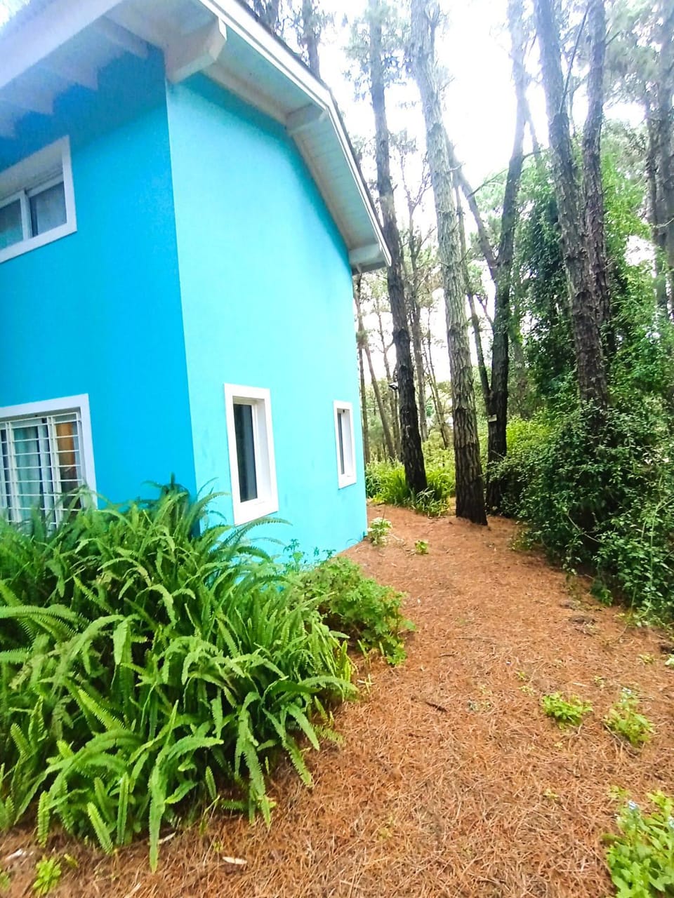 Day, Natural landscape, Garden
