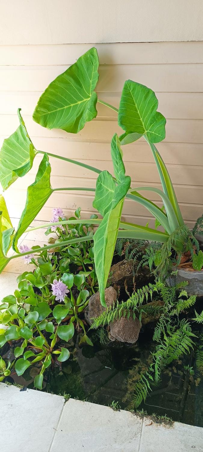 Day, Garden, Garden view