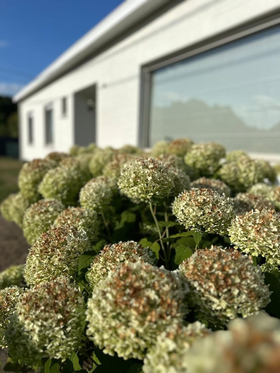 Property building, Garden