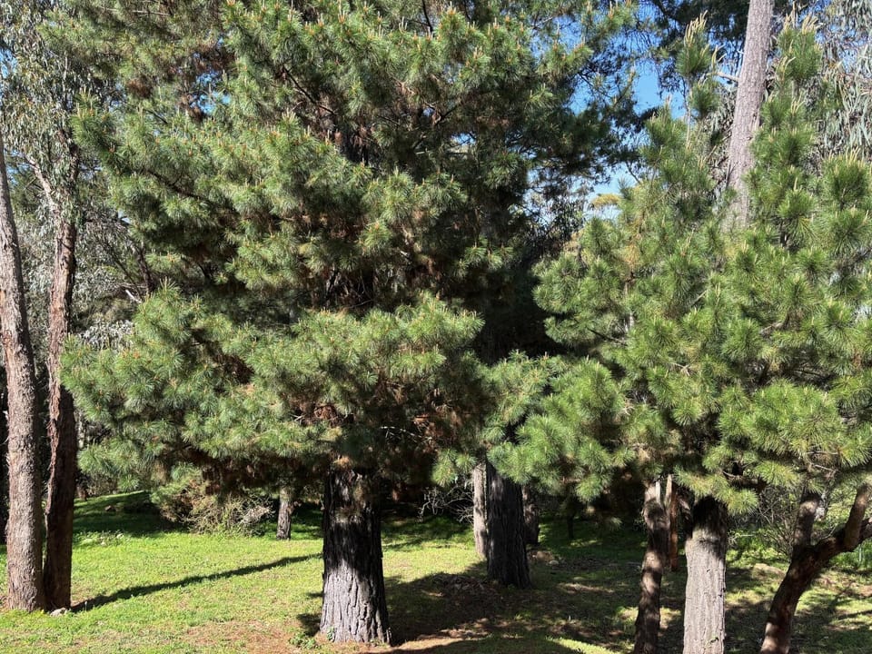 Natural landscape, Garden view