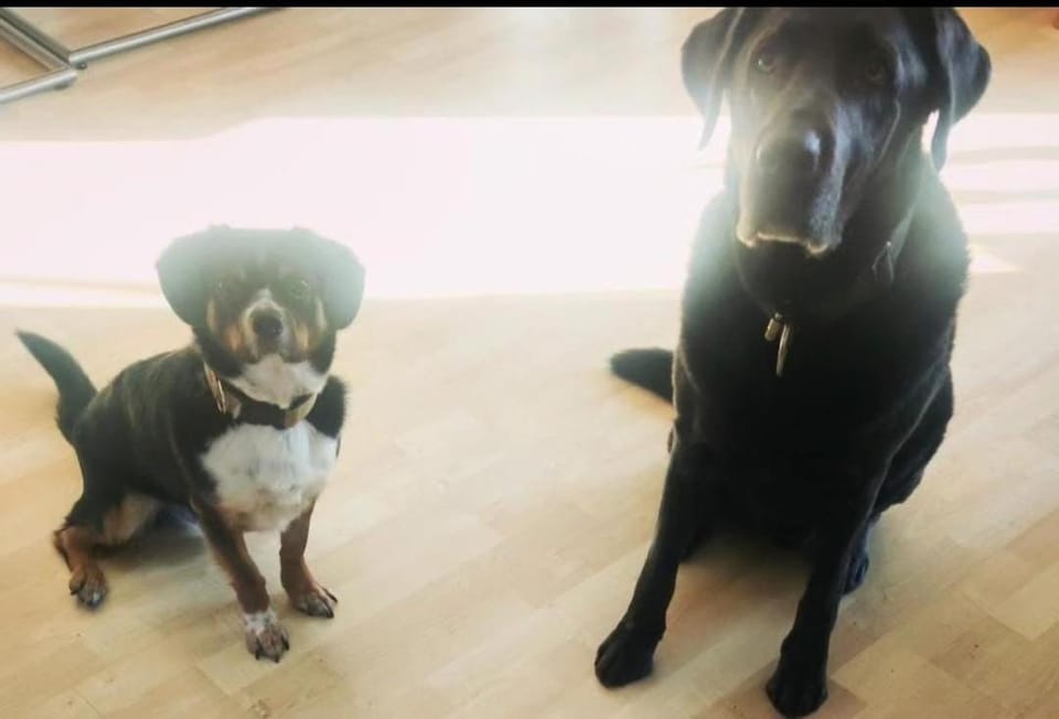 Pets