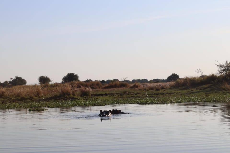 Animals, River view