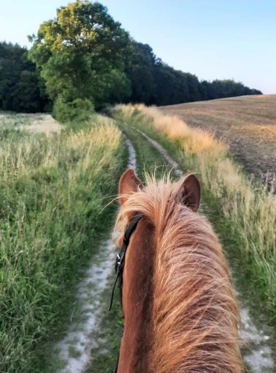Mini-lejlighed med køkken - deler bad og toilet med nabolejlighed 1 Apartment in Region of Southern Denmark