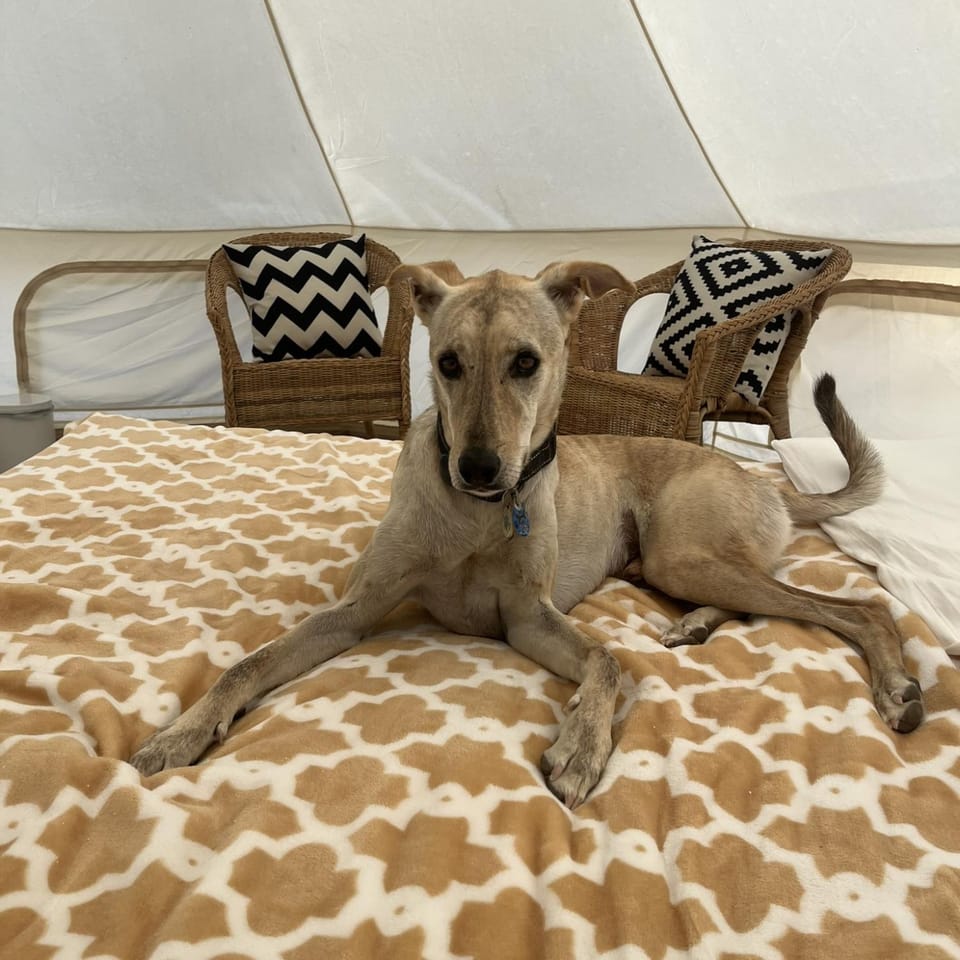 pet friendly, pet friendly