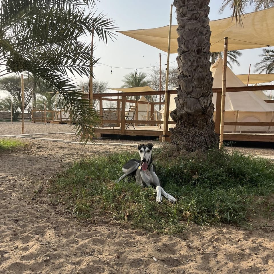 pet friendly