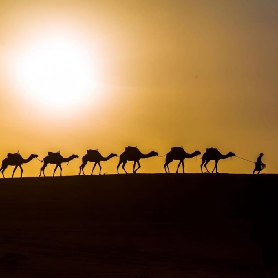 Day, Natural landscape, Animals, Sunrise, Sunset